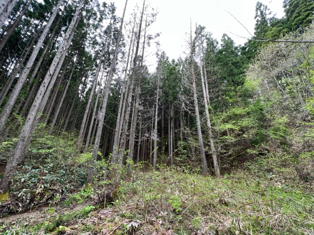 シドケを取りに行った裏山の写真