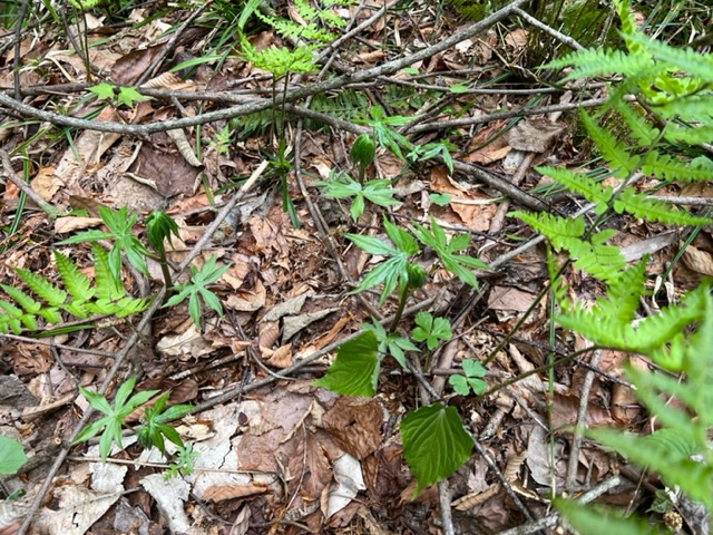 シドケを取りに行った裏山の写真