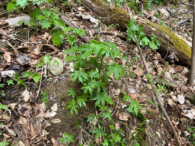 シドケを取りに行った裏山の写真