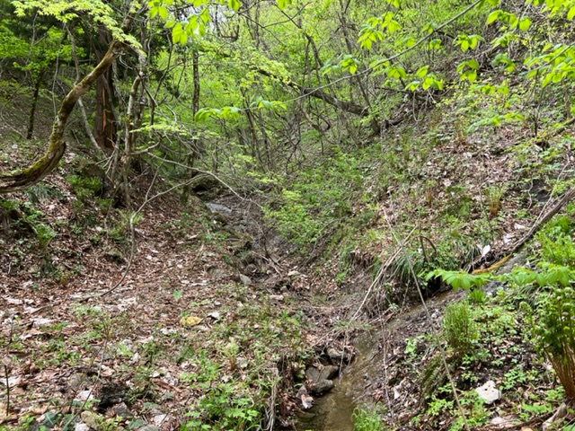 シドケを取りに行った裏山の写真