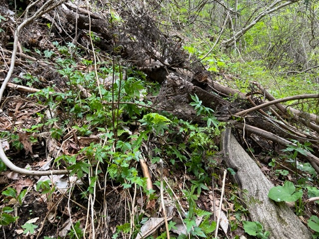 シドケを取りに行った裏山の写真