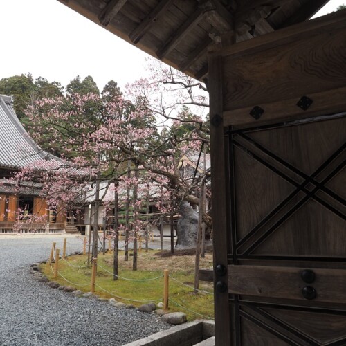 瑞巌寺の臥竜紅梅の写真