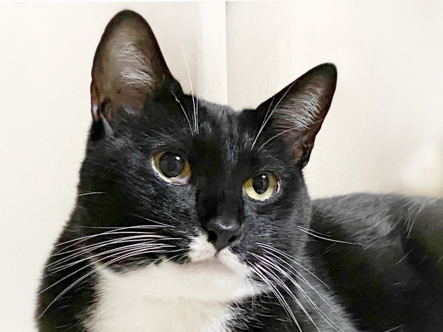 親切な猫の写真