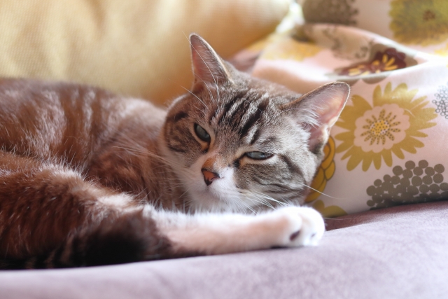 大同小異のイメージ写真