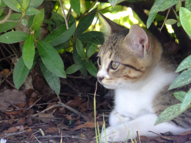 語るに落ちるのイメージ写真