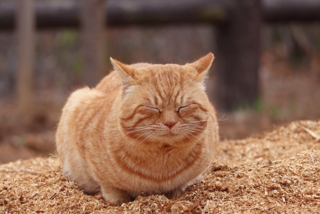 語るに落ちるのイメージ写真