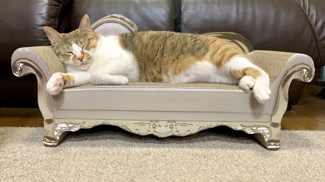 大同小異のイメージ写真