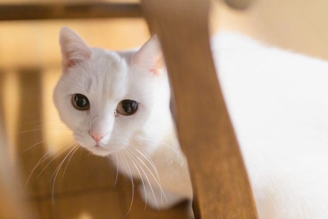 大同小異のイメージ写真