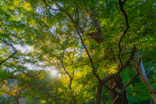 いざ鎌倉のイメージ写真