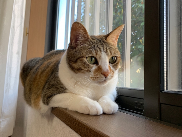 大同小異のイメージ写真