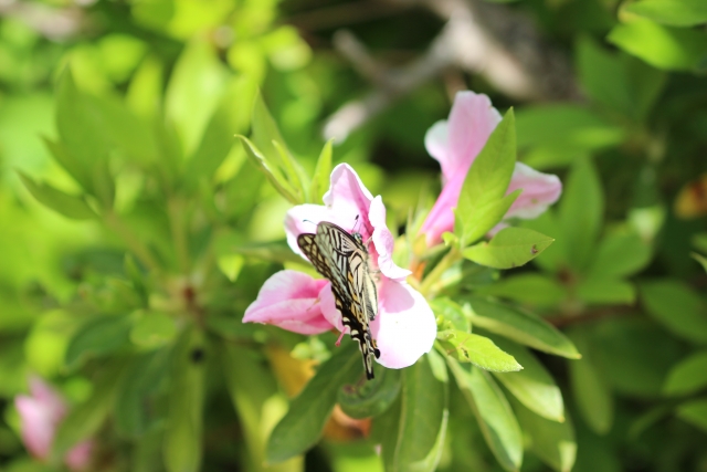 胡蝶の夢のイメージ写真