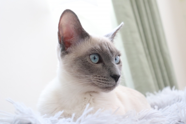 語るに落ちるのイメージ写真