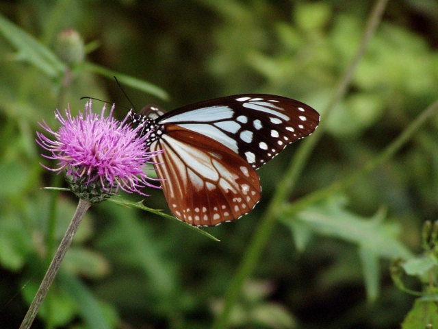 胡蝶の夢のイメージ写真