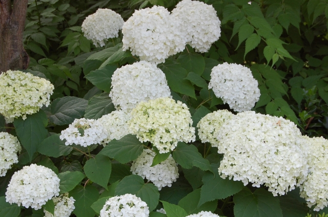 いざ鎌倉のイメージ写真