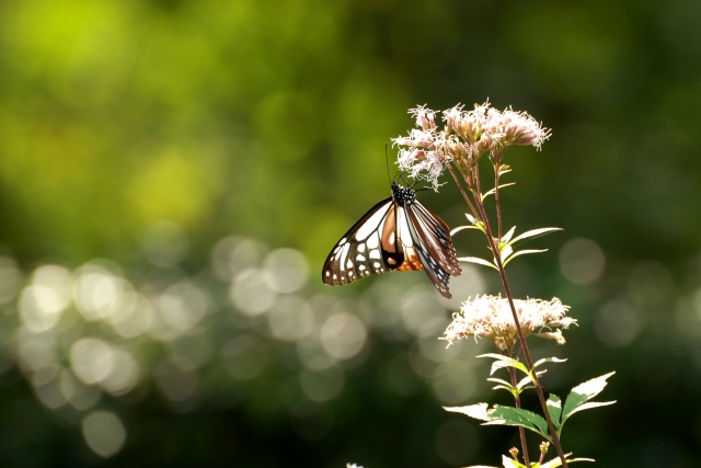 胡蝶の夢のイメージ写真