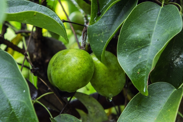 うべなるかなのイメージ写真