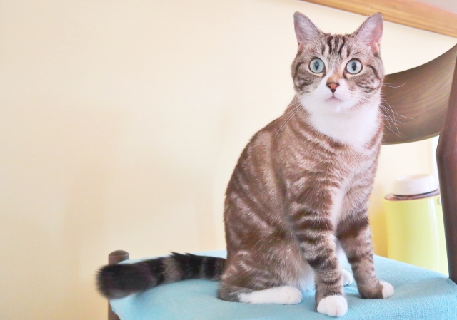 語るに落ちるのイメージ写真