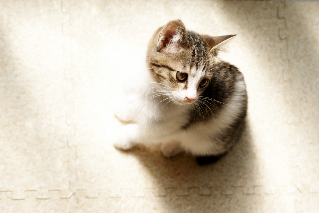 語るに落ちるのイメージ写真