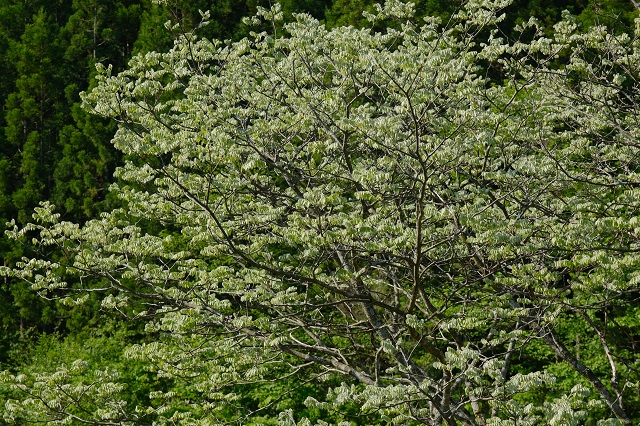 5月18日の槐の写真