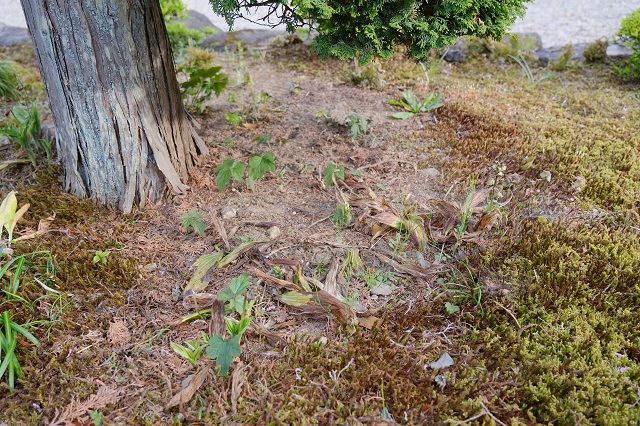 海老根の咲く前の写真