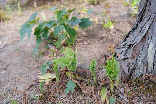 海老根の芽の写真