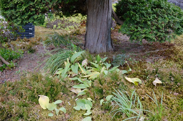海老根の咲く前の写真