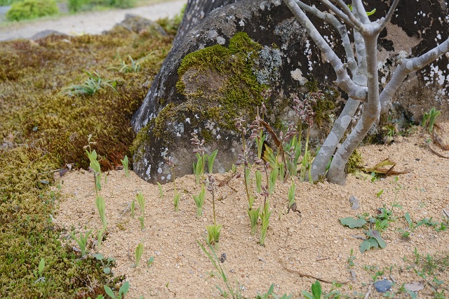 海老根蘭の花の写真