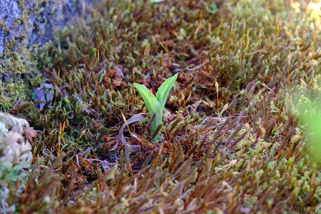 海老根の芽の写真