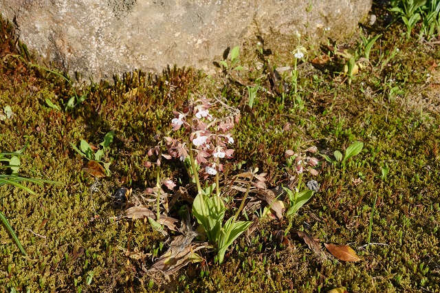 海老根蘭の花の写真