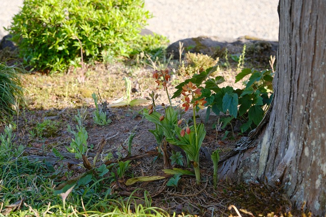 海老根蘭の花の写真