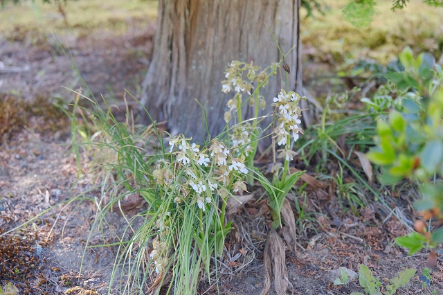 海老根蘭の花の写真