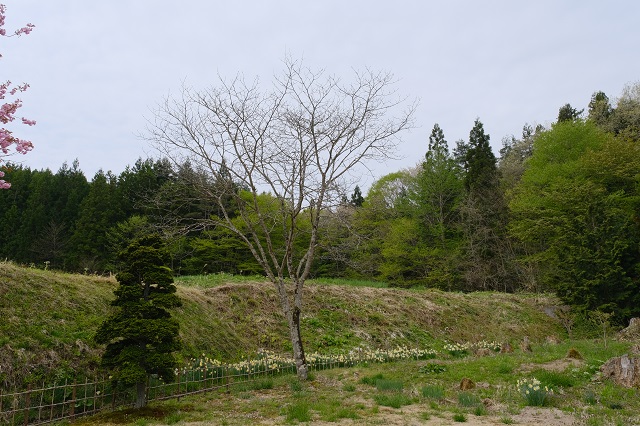 槐の木の春5月2日