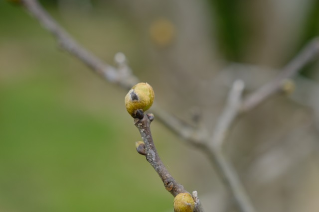 槐のつぼみの写真