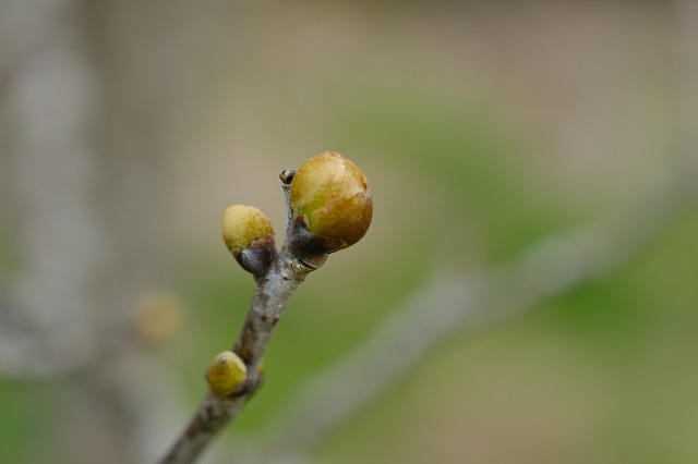 槐のつぼみの写真