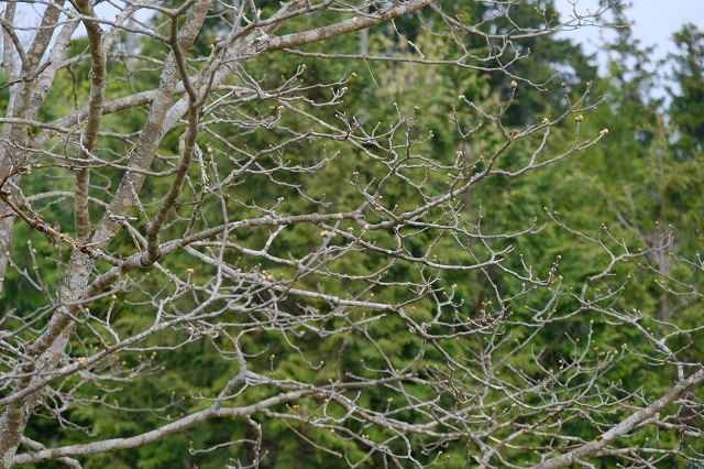 槐のつぼみの写真