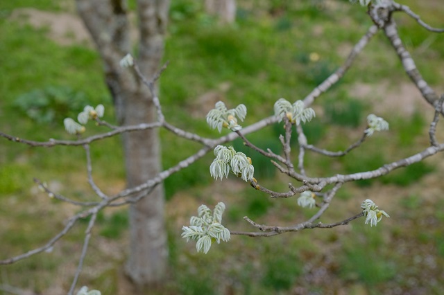 蕾が開いた写真