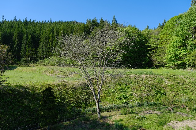 二階から撮影の槐の全景写真
