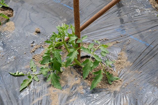 トマト栽培の畑の作り方の風景写真