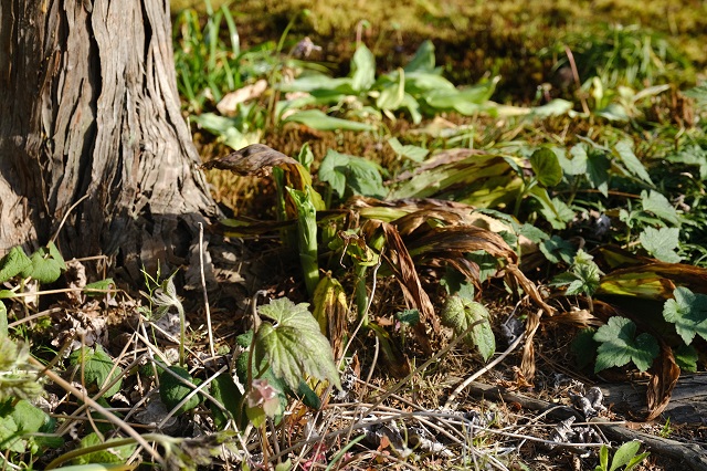 海老根の咲く前の写真