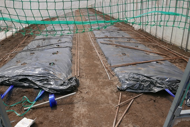 トマト栽培の畑の作り方の風景写真