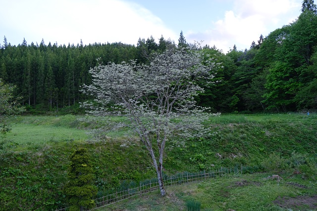 5月14日の槐の写真