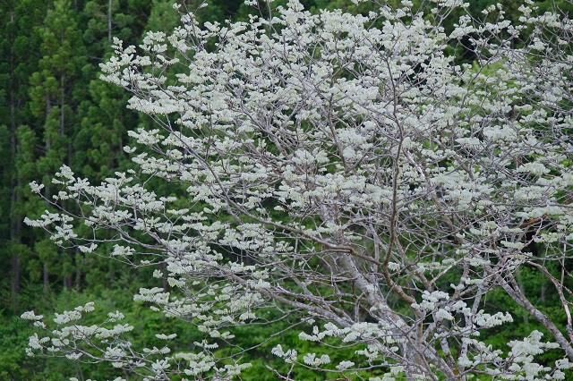 5月14日の槐の写真