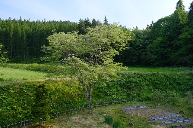 5月20日の槐の写真