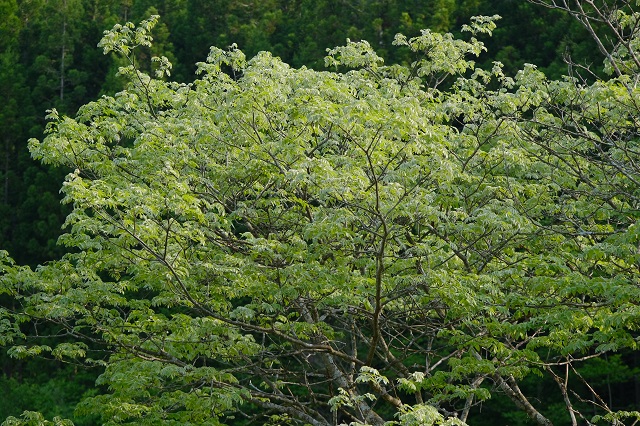 5月20日の槐の写真