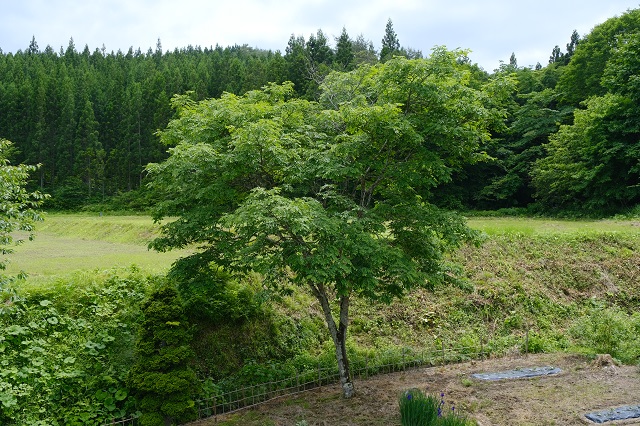 6月14日の槐の写真