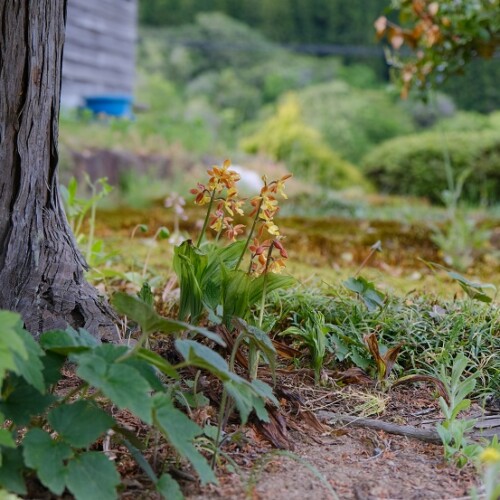 エビネ蘭の花