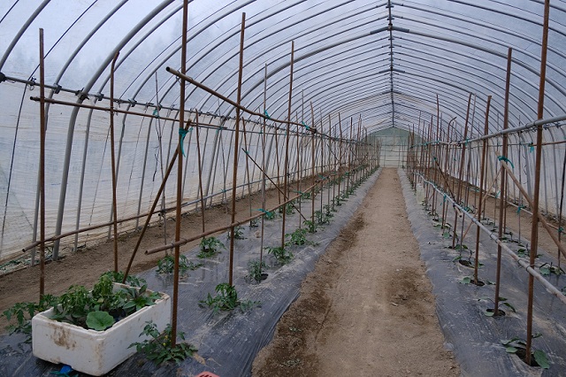 トマト苗を植えた状況写真