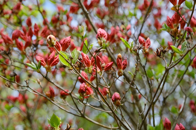 本吉口登山口の登山道の風景写真