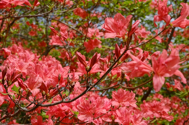 本吉口登山口の登山道の風景写真