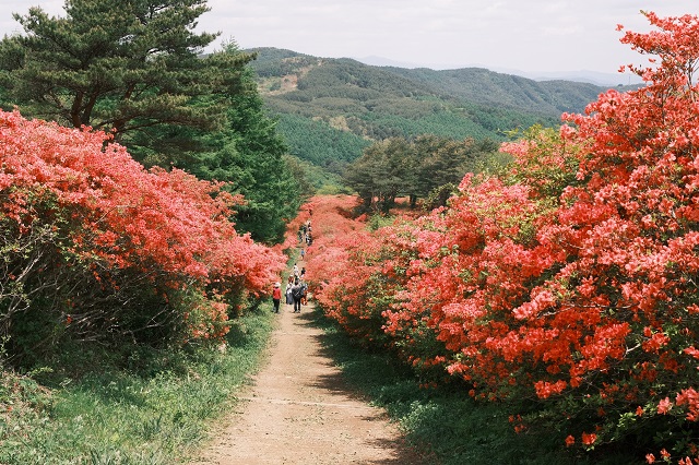 本吉口登山口の登山道の風景写真